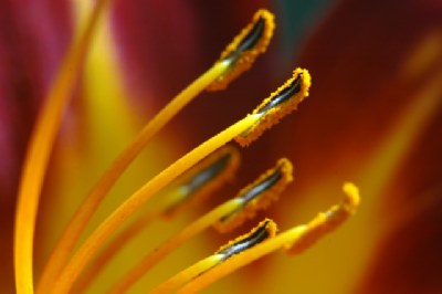 Hot colors