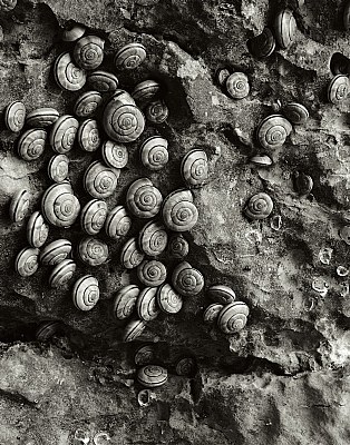 61 snails