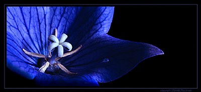 China Blue Platycodon III,  Balloon Flower