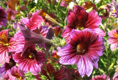 Petunia maybe?