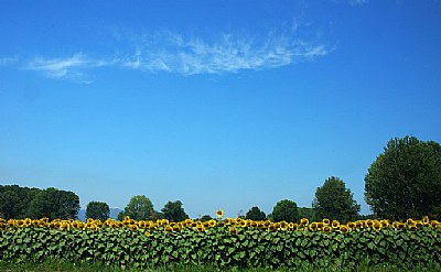 Sunflowers field