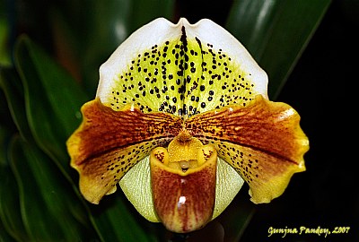 An orchid