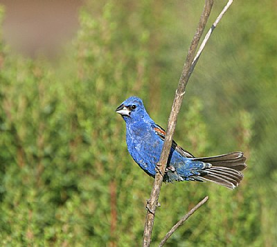 Blue Grosbeak