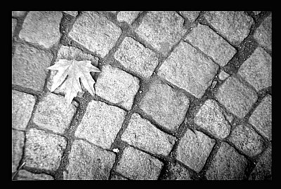 The leaf on the ground