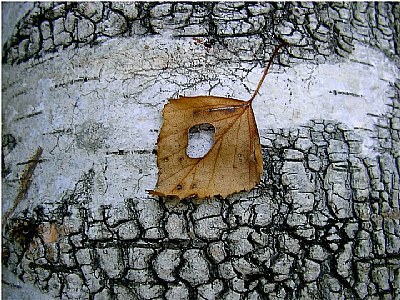 leaf still on birch bark