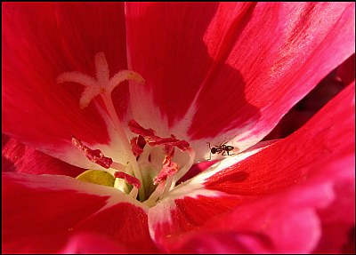 Ant On Flower