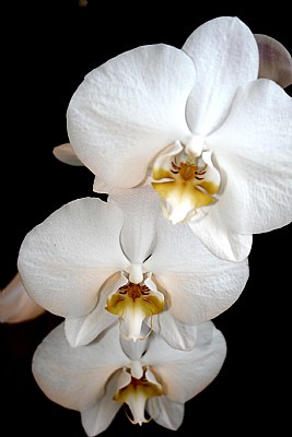 Phalaenopsis