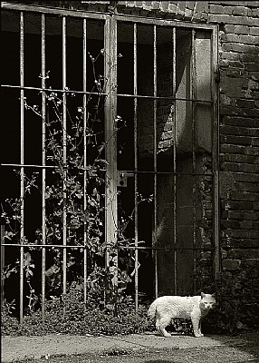 Gate and Cat