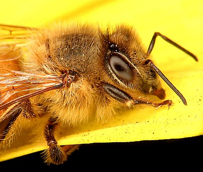 A macro of a Bee