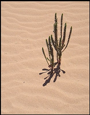 Vida en el desierto