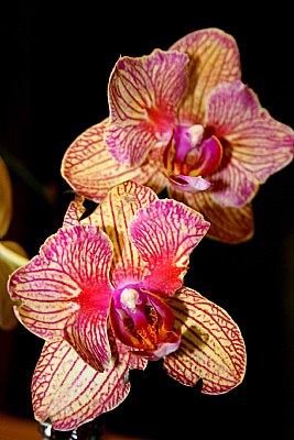 More Orchids...