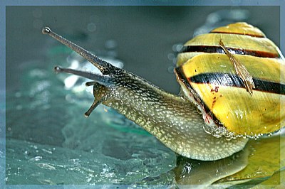 Snail