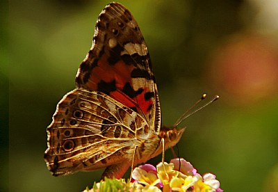 butterfly