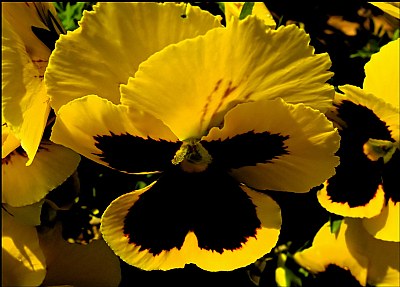 Yellow Pansy