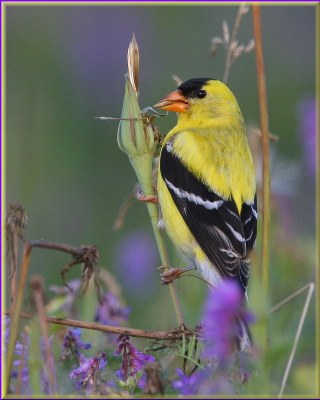 Pastel Finch