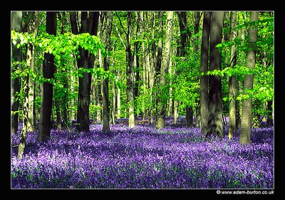 Bluebell Woodlands