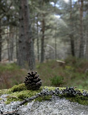 Pine Cone Wood