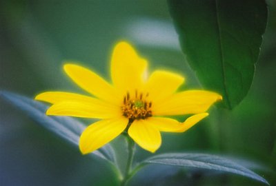 hazy yellow flower