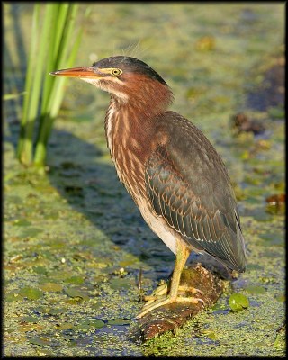 Green Heron (juvenile)