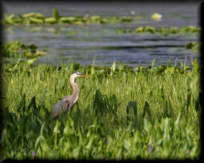 GBH