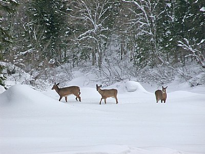 Three deers