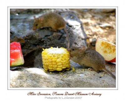 Mice Munchies