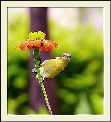 Female sunbird