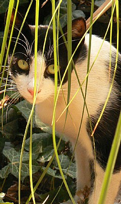 bamboo eyed cat