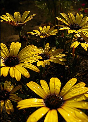 Yellow African Daisy