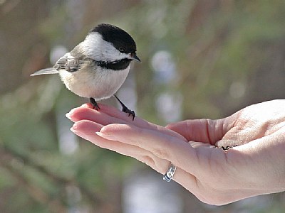 The hand that feed