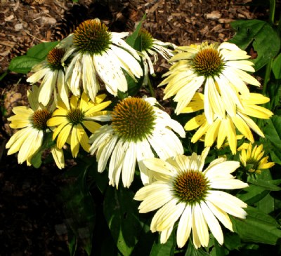 CONE FLOWER ASSORT.