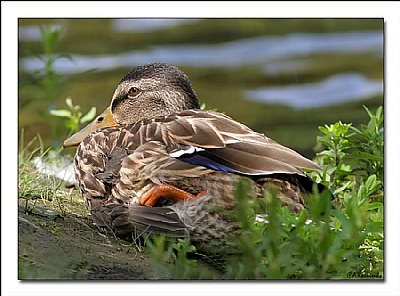 Mallard on guard