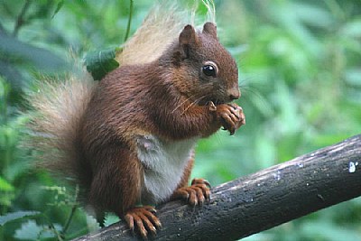 Red Squirrel