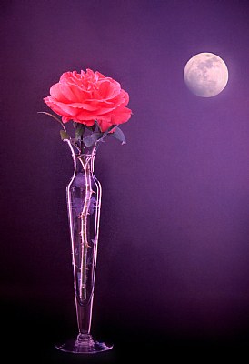 Rose by Moonlight