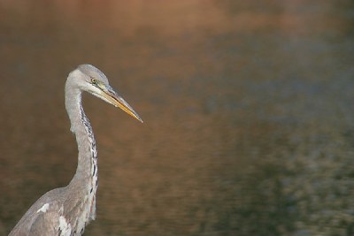 blue heron's portrait...