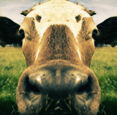 Cow Face