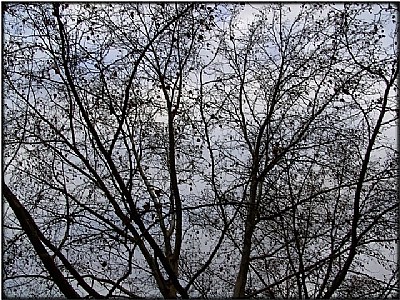 bare branches
