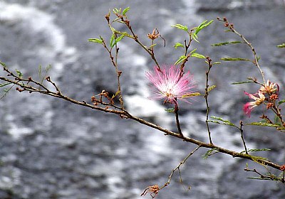 Flower4