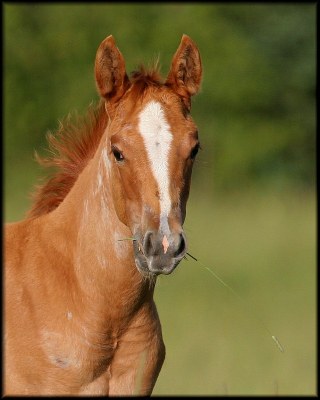 Hayseed Pony