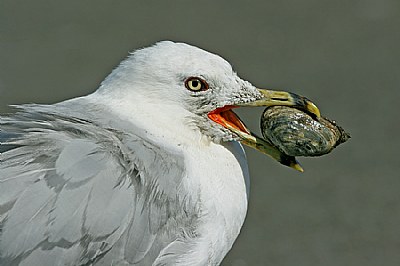 Ring-billed Gull with Prize