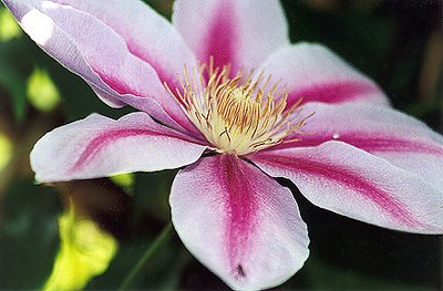 Clematis (re-post)