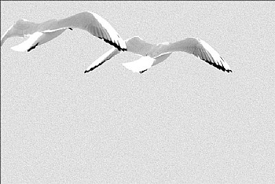 Twin - Abstract Seagull