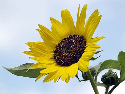 The sunflower