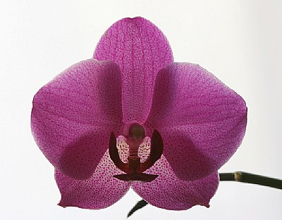 my orchid