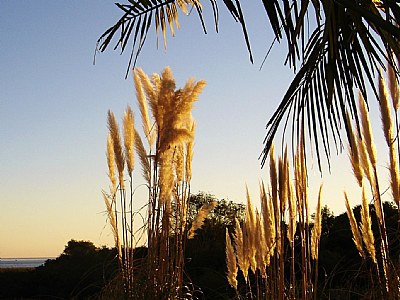 Palms & Others