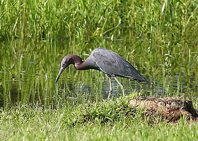 Little Blue Heron