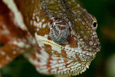 Malagassy Chameleon