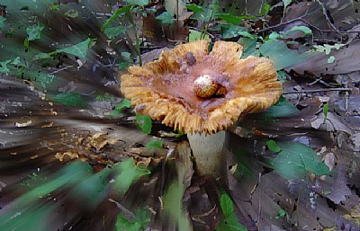  mushroom