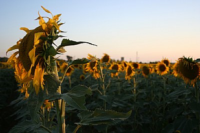 Girasoli