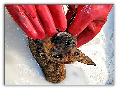 Bathing